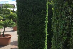 IMG_8777-e1497273331943