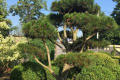 Sosna-Contorta-form.-scaled-e1585161226219