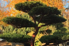 Żółty cis formowany, forma bonsai.Drzewo w stylu japońskim w jesiennej odsłonie