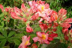 DSC00289
