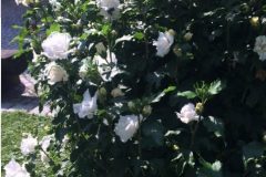 Hibiskus-krzew-ozdobny-kwitnacy-latem-1-e1473191143532