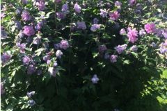 Hibiskus-pieknie-kwitnacy-krzew-ozdobny-e1473191163131
