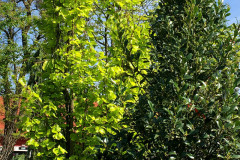 IMG_8600