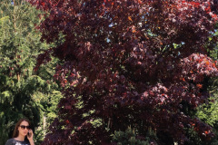 Klon Atropurpureum