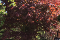 Klon-Palmowy-Atropurpureum-1