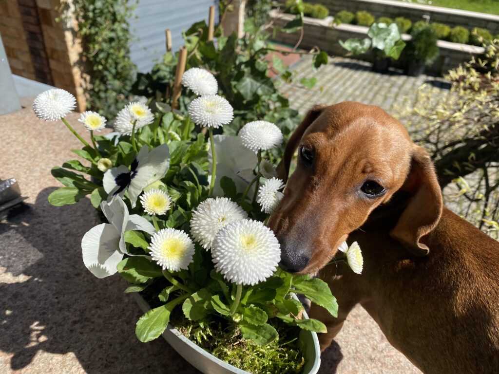 Jamnik - Tekst alternatywny